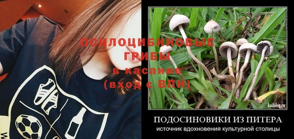 прущие грибы Арсеньев